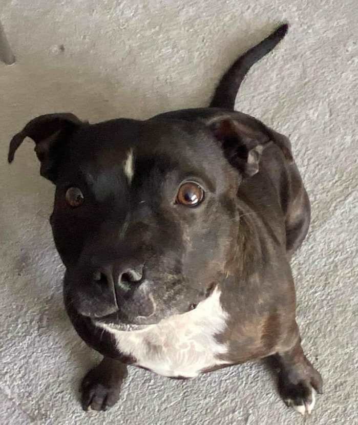 muir_christine's tweet photo. #Chad is looking for a home ,he’s a very sweet boy @rescueremedies tune in Sat @SusyRadio 103.4fm for #NewReleases fm @PaulAlexLow #KenLintern & @yvngerror 10am-11 #RescueDog #Staffy #NewMusic 🤩😁📻😜🐕 https://t.co/oZEpcKkxJE