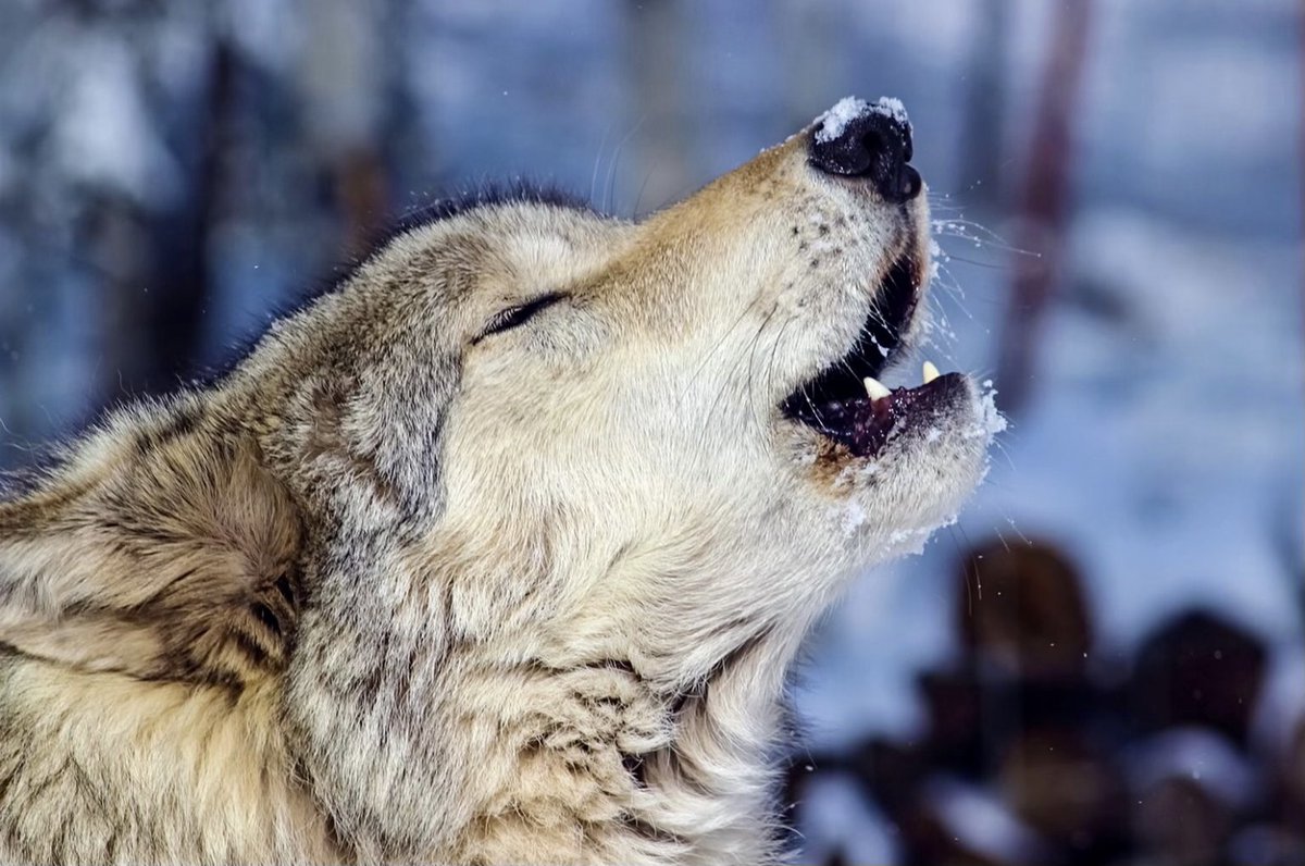 Help My Animal tweet media