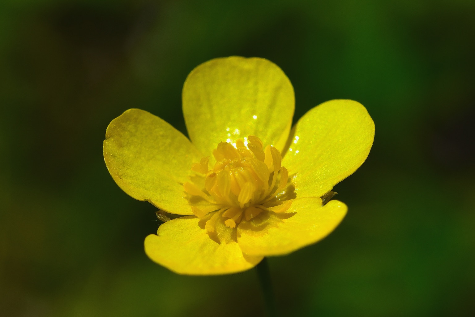 田神晋吾 ウマノアシガタ 馬の足形 キンポウゲ科キンポウゲ属の野草 別名キンポウゲはウマノアシガタの八重咲のものを指す 北海道から南西諸島までの広い範囲に分布 晩春から初夏にかけてピカピカした黄色の花を付ける 根元の葉が馬の足形似で