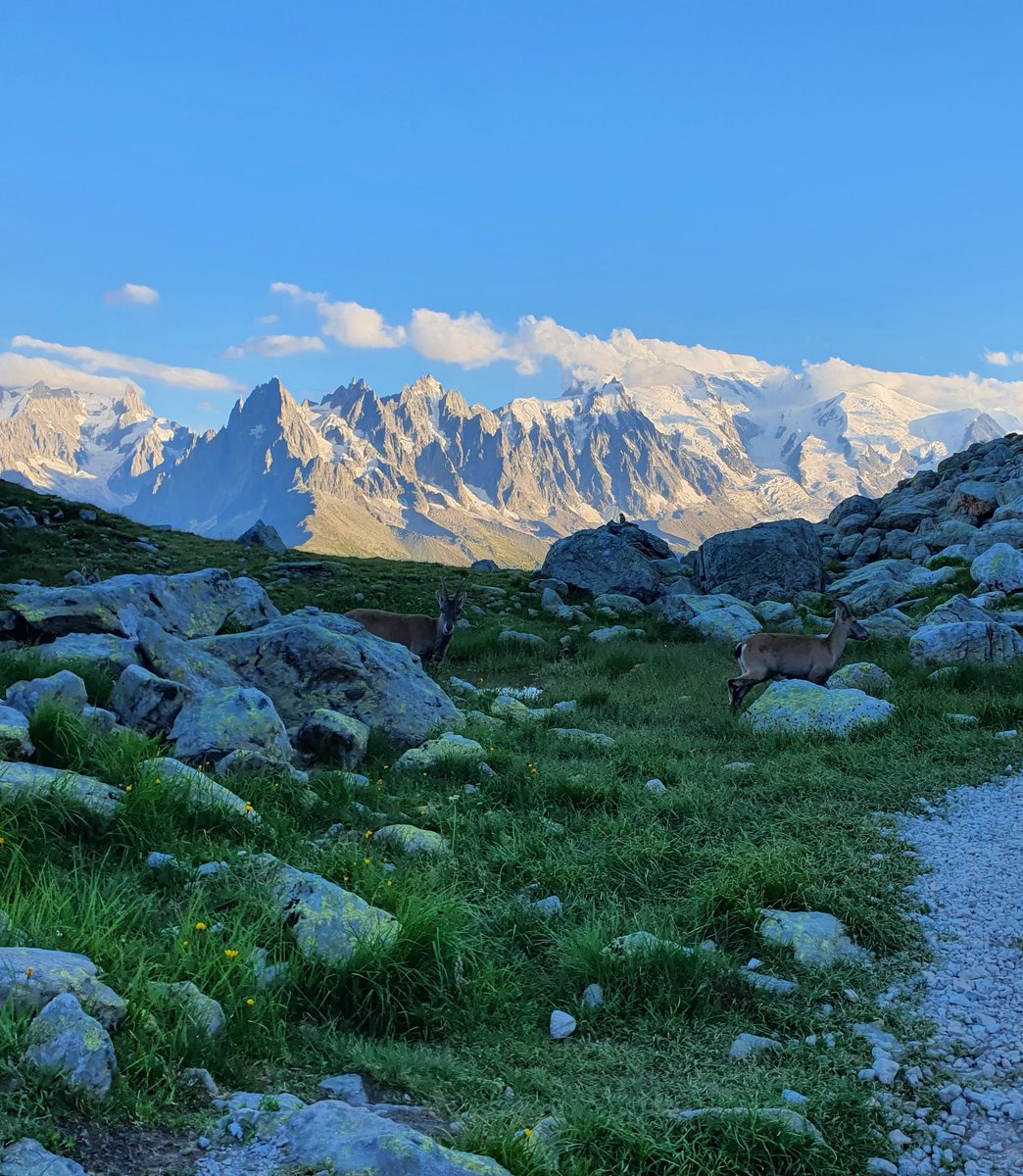 low_prawfile's tweet image. Quelle meilleure compagnie que ces p'tits êtres pour contempler le Mont-Blanc ?