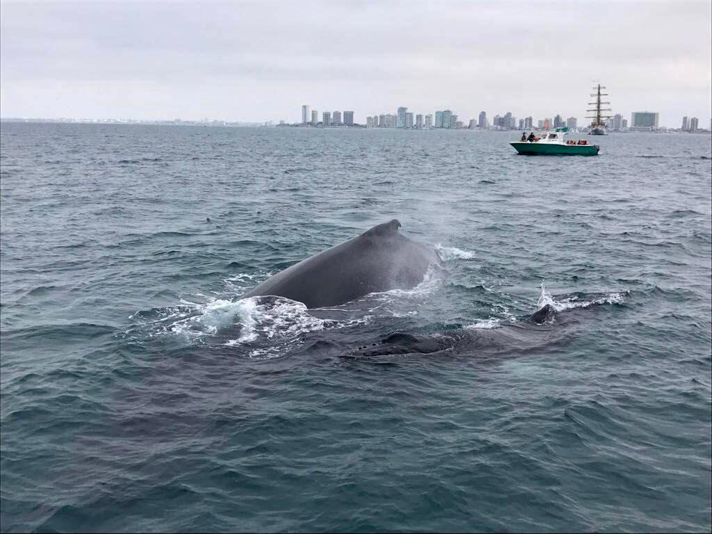 Sanchezmendieta's tweet photo. Personal de la Reserva de Producción de Fauna Marino Costera Puntilla de Santa Elena reportó el registro de la primera observación oficial de una ballena jorobada esta semana. Así inició la temporada de avistamientos de 2021. https://t.co/kLtLHJ5SzA