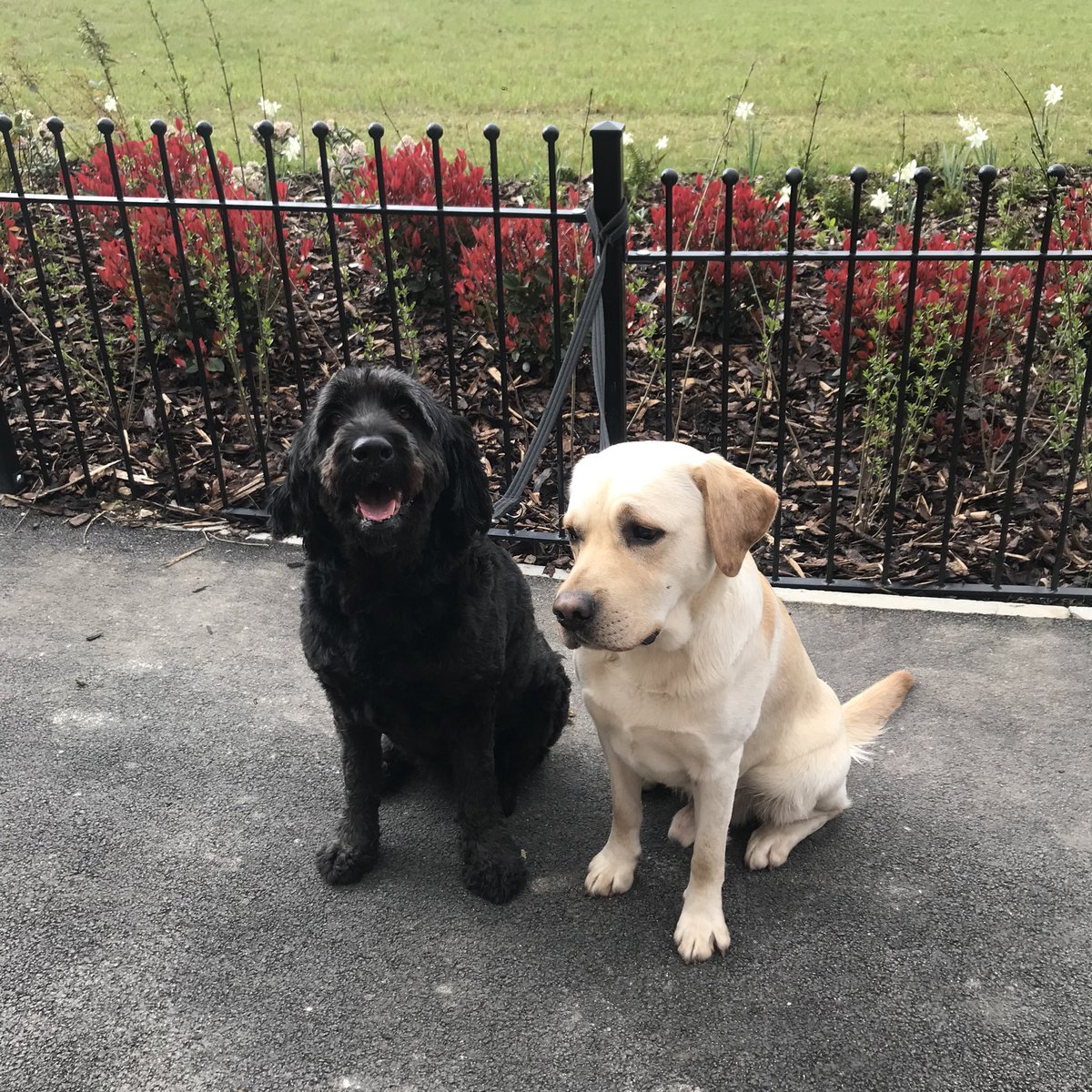 riknroller's tweet photo. @belgatherial my doggos #wolfenoot https://t.co/4KgvIU88JY