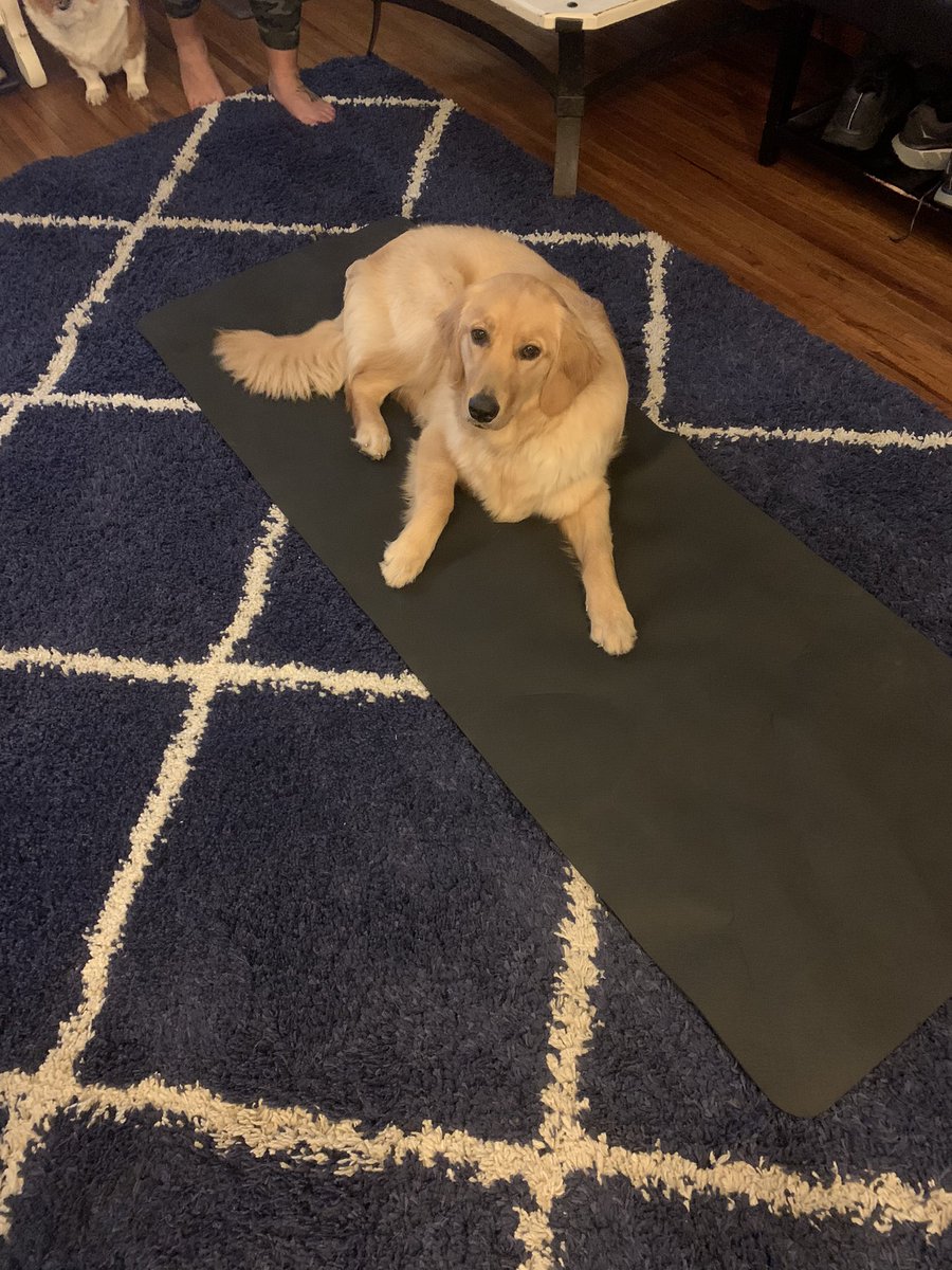 srod23's tweet photo. @mrs_melevans She decided to yoga to unwind after such a strenuous workout. https://t.co/VGcMXkCfBi
