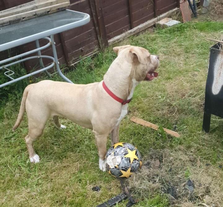 molliepug2's tweet photo. PLEASE SHARE MY GIRL XL AMERICAN BULLY HAS BEEN STOLEN AT KNIFEPOINT IN (POTTERS BAR FIRST FIELD BEHIND LEISURE CENTRE) please help me find her im so heartbroken https://t.co/Drbf1Vhxdm