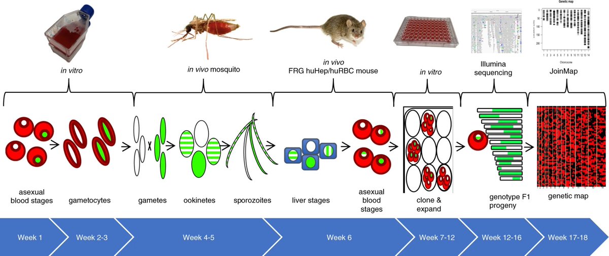 CommsBio's tweet image. Button-Simons et al. describe two distinct genetic crosses of Plasmodium falciparum derived from parasites of Asian and African origin with the potential to map biologically important traits across parasite genomes. @mferdiglab @doubleholliday2 nature.com/articles/s4200…