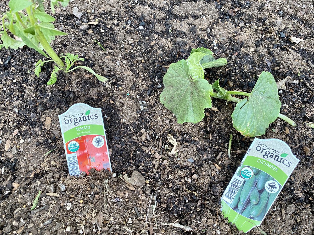 GoesByElizabeth's tweet image. That puny cucumber plant and I did this. no bees involved (where are the🐝?!) anyway, I hand pollinated a female flower &amp;amp; few wks later, BOOM, 1 cucumber, from a giant, prolific vine. Best cucumber in the world, tbh. ty, that is all. yay for growing food in one’s yard! 🙏 🌱☀️💧