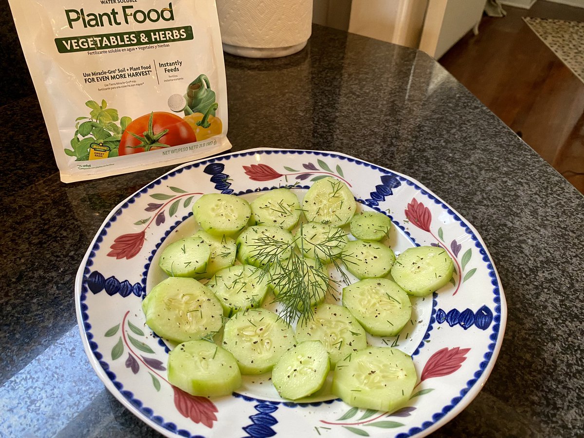 GoesByElizabeth's tweet image. That puny cucumber plant and I did this. no bees involved (where are the🐝?!) anyway, I hand pollinated a female flower &amp;amp; few wks later, BOOM, 1 cucumber, from a giant, prolific vine. Best cucumber in the world, tbh. ty, that is all. yay for growing food in one’s yard! 🙏 🌱☀️💧