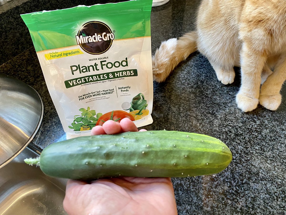 GoesByElizabeth's tweet image. That puny cucumber plant and I did this. no bees involved (where are the🐝?!) anyway, I hand pollinated a female flower &amp;amp; few wks later, BOOM, 1 cucumber, from a giant, prolific vine. Best cucumber in the world, tbh. ty, that is all. yay for growing food in one’s yard! 🙏 🌱☀️💧