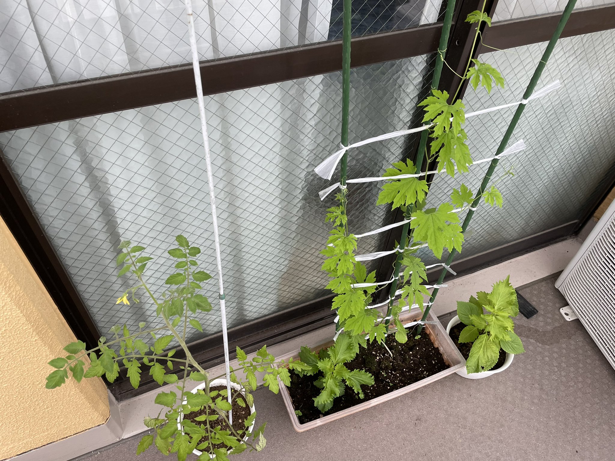 ザワ 22日目 最近写真ないねと言われたので 育ってます 今日トマトの花が咲きました シソはやっぱり何故か不味いです 腐り手の家庭菜園 ザワ 22日目 最近写真ないねと言われたので 育ってます 今日トマトの花が咲きました シソはやっぱり何故か不味いです 腐り手の家庭菜園