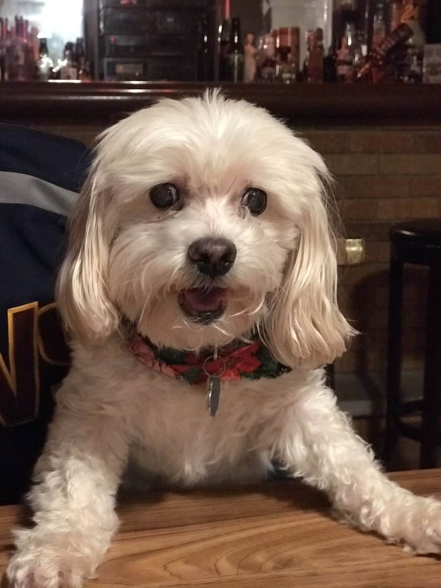 shellg67's tweet photo. Our boy is gone…. R.I.P Bailey ❤️ my heart is broken 💔 https://t.co/3yAXW5iNvU
