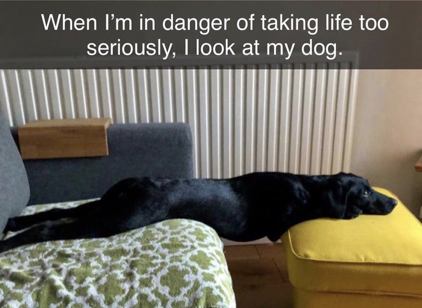 WholesomeMeme tweet picture