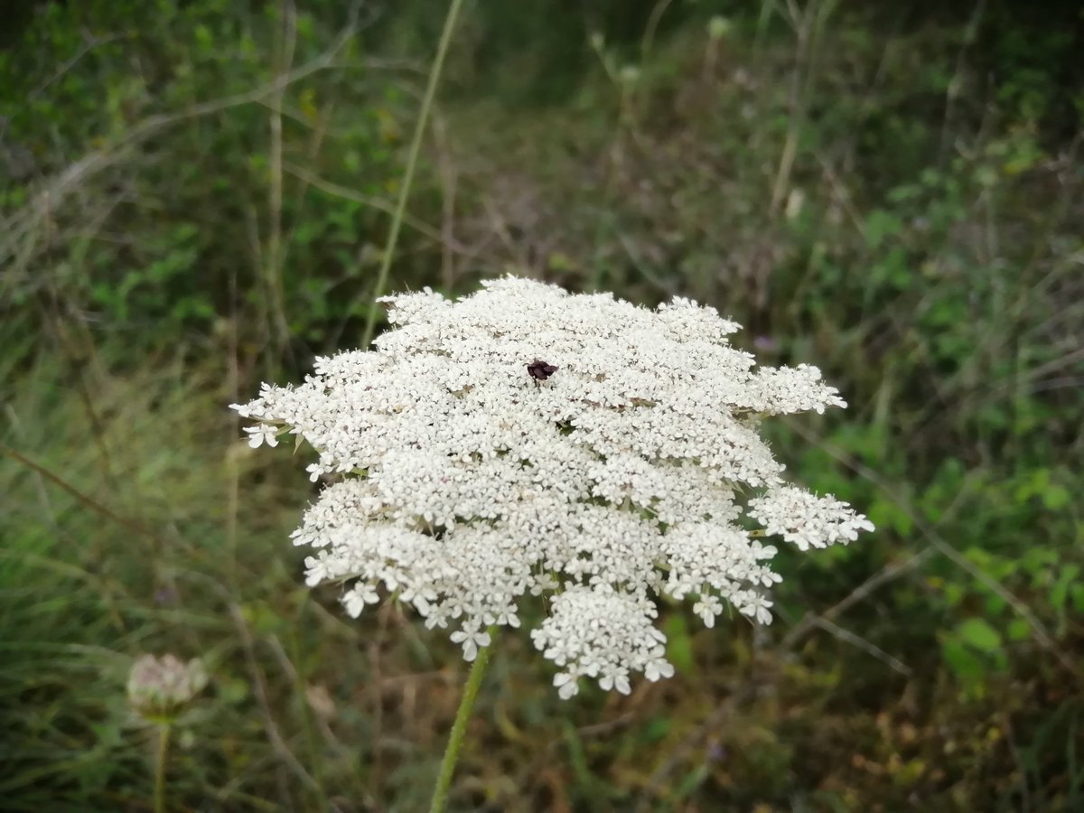 CarlosH85430696's tweet photo. Perto da minha casa estes pinheiros, cenouras-bravas ("Daucus carota") e as ruínas da Ermida da Senhora das Bróteas (ou Brotas), construída sobre os vestígios de outra depois de a primeira ter sido destruída pelo terramoto de 1755. #ermida #hermitage #hiking #spring #walk https://t.co/lE0fdEVcP1