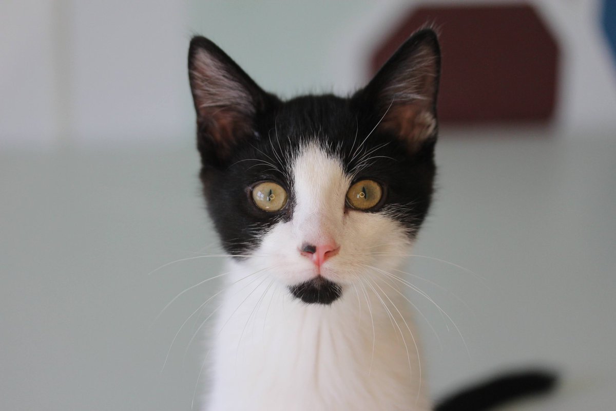 Mewey Lewis was adopted today! 🤍🖤🤍

#adoptionday #humanesociety