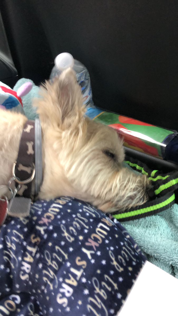 lennbc's tweet photo. @JSWardle @KyleJonesNBC @NBCConnecticut Ok! But he’s a snoozer! #baxterb https://t.co/GlAeclhGEz