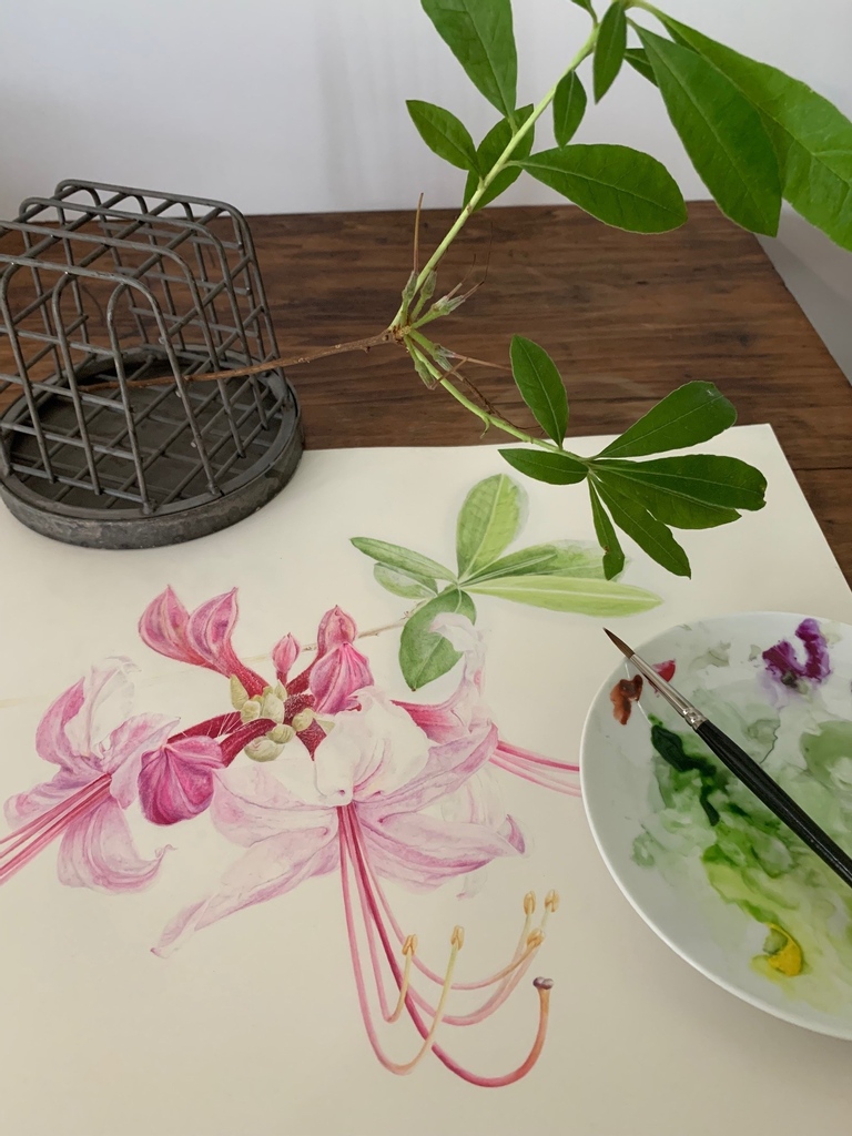 JAGardens's tweet photo. Must be #florilegiumfriday again! Artist Susan Minutun is hard at work adding the stems and leaves to go along with the blooms of this pinxterbloom azalea (Rhododendron periclymenoides).⁠ Photo: Susan Minutun #jenkinsarboretum https://t.co/VHyGiWNTWC