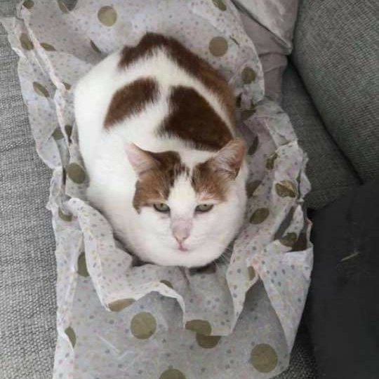 AlanDaffern's tweet photo. Ted #Missing Male #GingerAndWhite cat
#Neutered/#Microchipped
#Lost: 10/06/21
Area: #MicklefiedRoad #Wavertree #Liverpool #L15
Please Check Gardens/Sheds/Under Hedges
Contact: 07401-171-154
#lostcat #missingcatuk #scanme
https://t.co/mCfuoy4xem https://t.co/qGAsYDCmTy