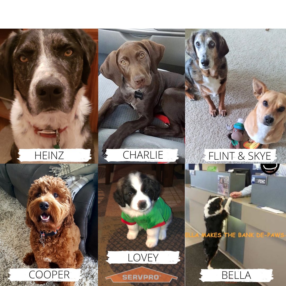 At SERVPRO of Boise we love our pets! We love it even more when our clients share their furry friend photos with us too! 🐶💚 #WeLoveOurPets #SERVPROofBoise