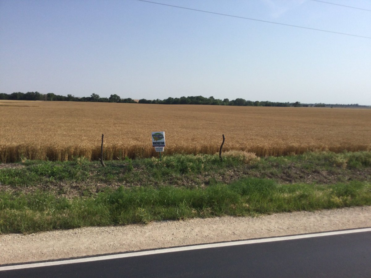 Next on the list. Looking forward to seeing how it turns out. Looked good all year. <a href="/PolanskySeedInc/">Polansky Seed, Inc.</a>