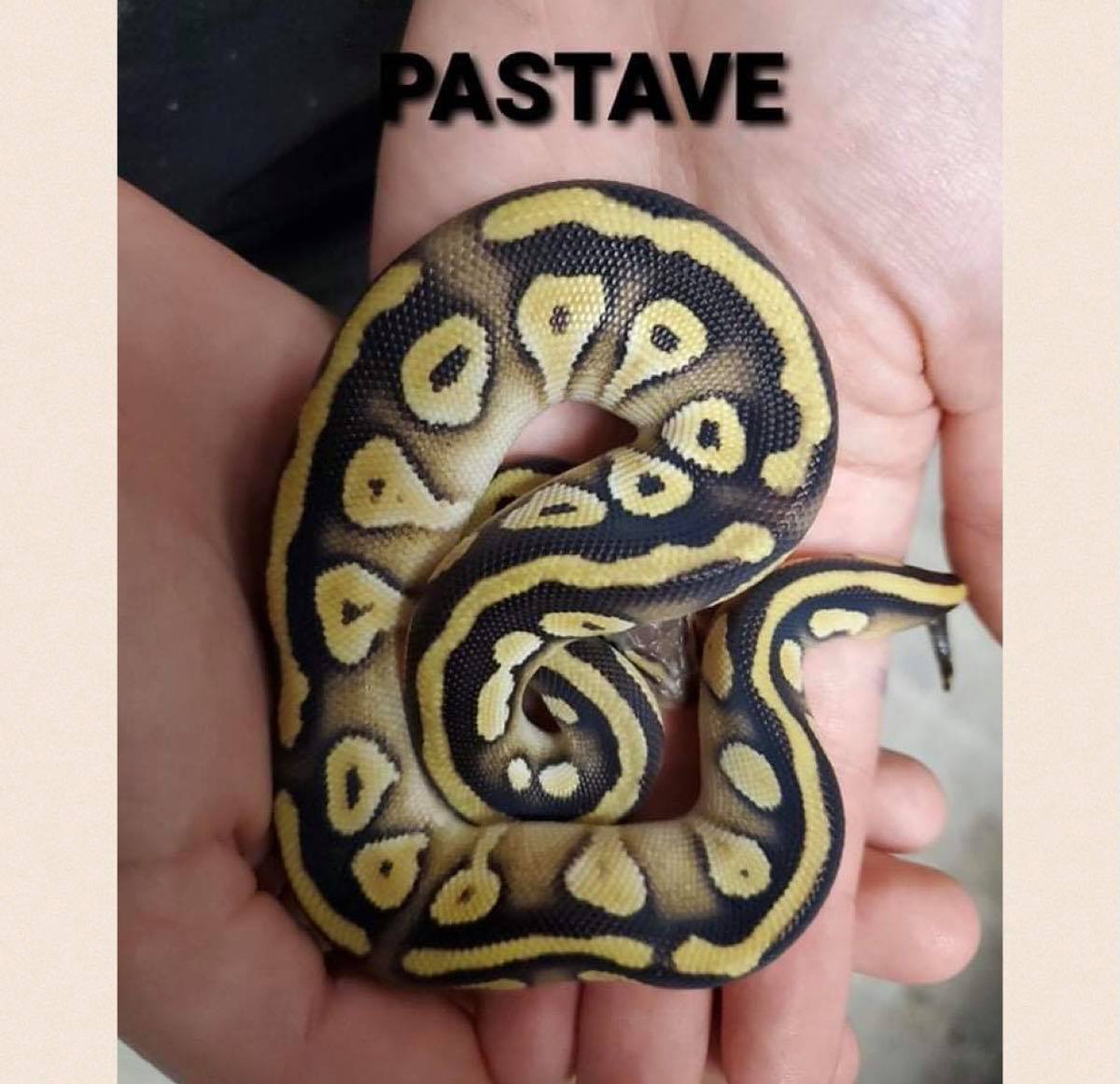RhondasAviary's tweet image. I forgot this beauty! #RhondasAviary #Pastaveballpython
