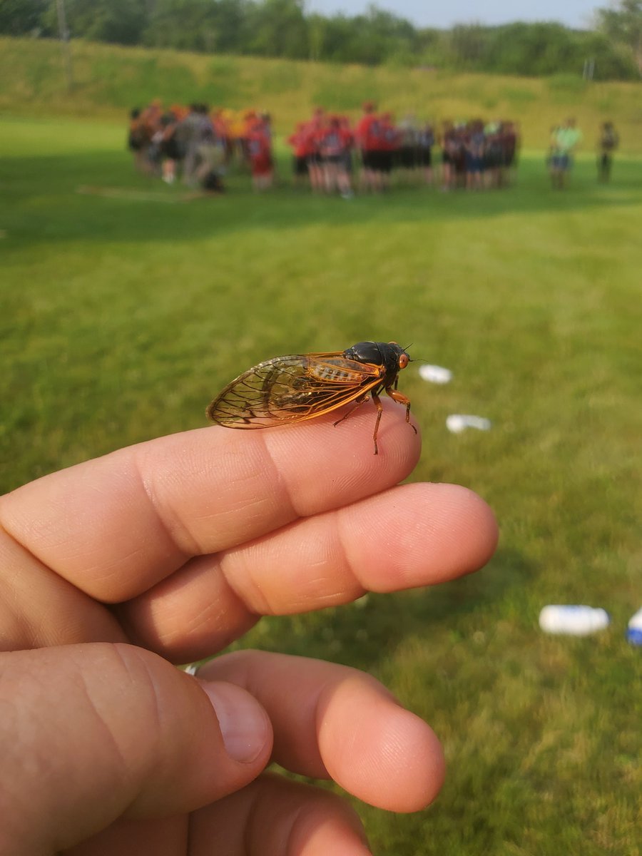 Cicada, this year's mascot.