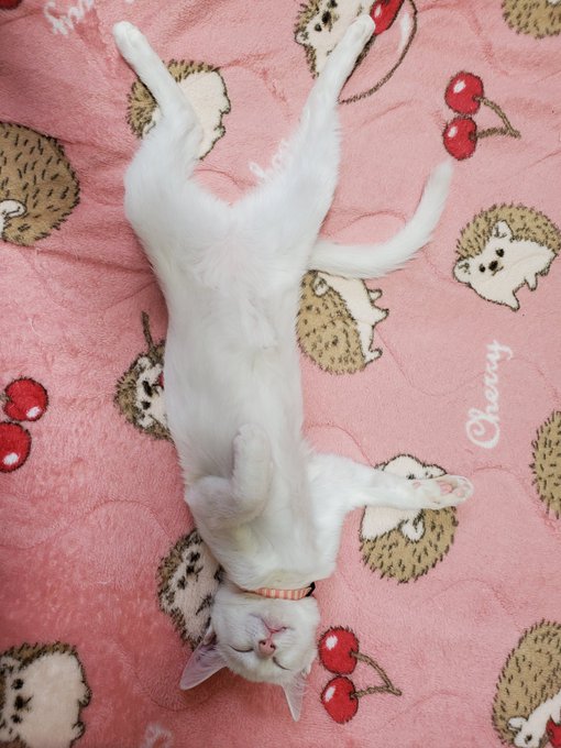 画像まとめ 白猫プロジェクト Zero Chronicle 日付順 4ページ目 アニメレーダー