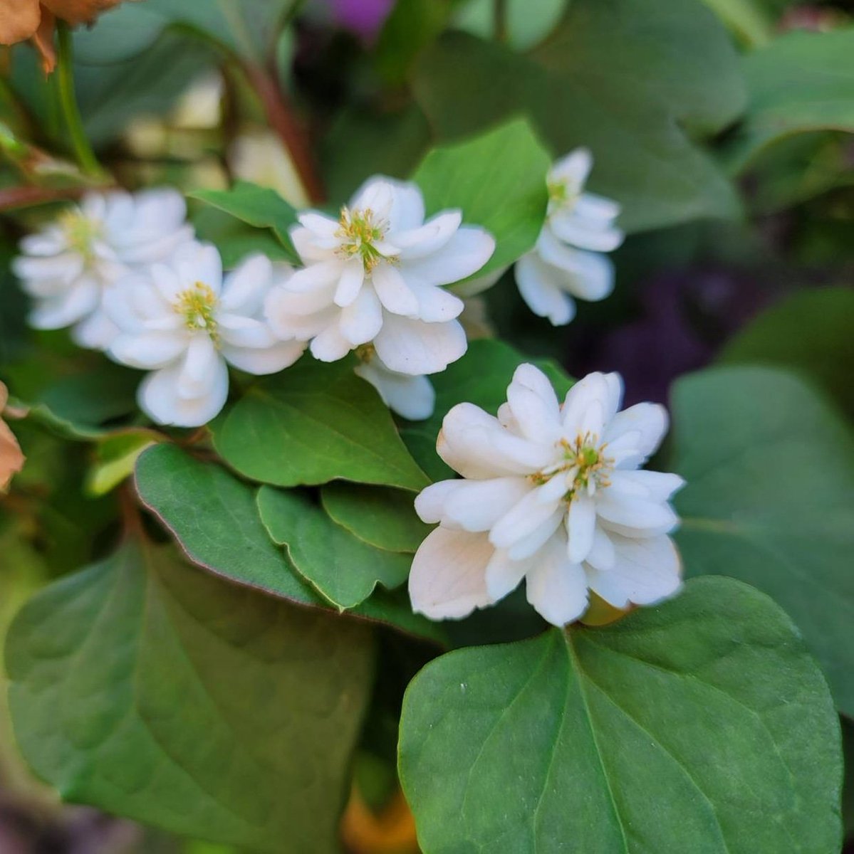 Hair Salon Blonde Group おはようございます 土曜日 全店通常営業です 良い１日になりますように 八重咲きのドクダミ沢山咲いてます ヘアーサロンブロンド本店 ブロンド成増店 ブロンド丸山台店 Barber Barbershop Mens 感染対策 消毒 換気