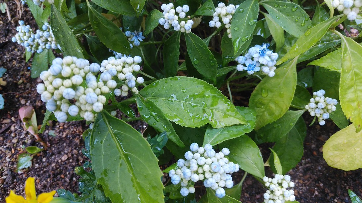 みつばち あいにくの雨ですが青い色が映える 常山アジサイ碧の瞳 です 秋には瑠璃色の綺麗な実がなります 常山アジサイ 碧の瞳 常緑アジサイ