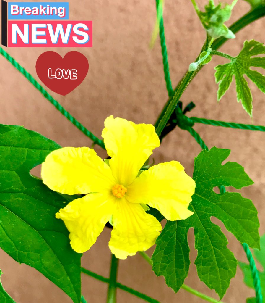 935 Rosy على تويتر ゴーヤーの花 が咲きました 嬉しい