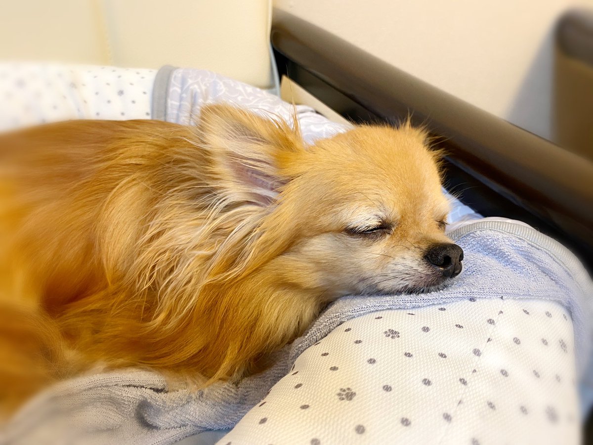 散歩嫌いな犬 Twitter Search