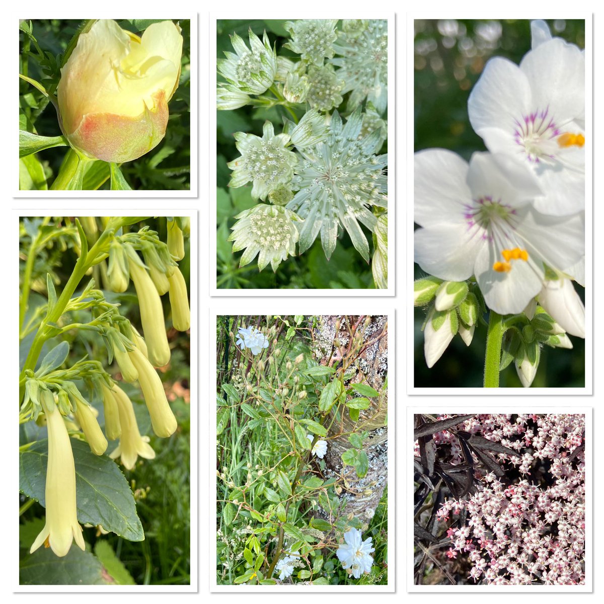TheWorcsGarden's tweet photo. #SixOnSaturday in the #Pembrokeshire garden this week...
• #Peony #Bartzella bud😍
• #Astrantia❤️
• #JacobsLadder #Polemonium caeruleum ‘White Pearl’
• #Elder #Sambucus #nigra ‘Black Lace’ 🌟
• #Rose flowering despite frost/wind damaged tips
• ? Can’t remember it’s name🤦♀️ https://t.co/ZxXbO7GdnN