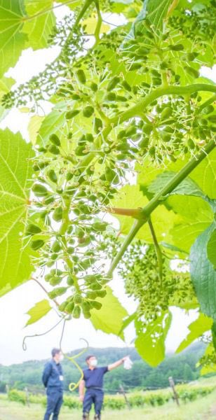 池田町ブドウ ブドウ酒研究所 Twitter Search Twitter