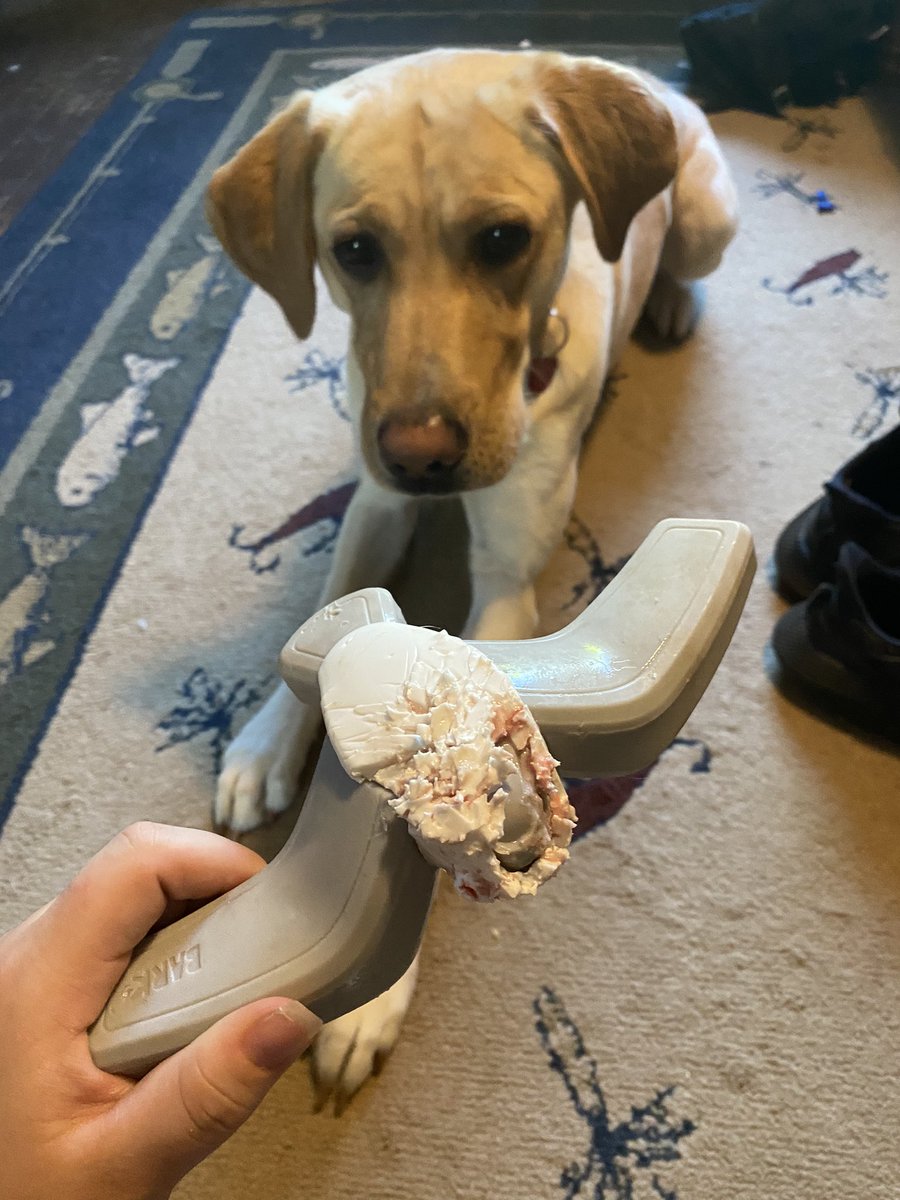 wait_kaylee's tweet photo. @barkbox got anything stronger than what’s in the super chewer box? 😂 Lambo had this one for about 10 minutes https://t.co/2Tye1MSKoB