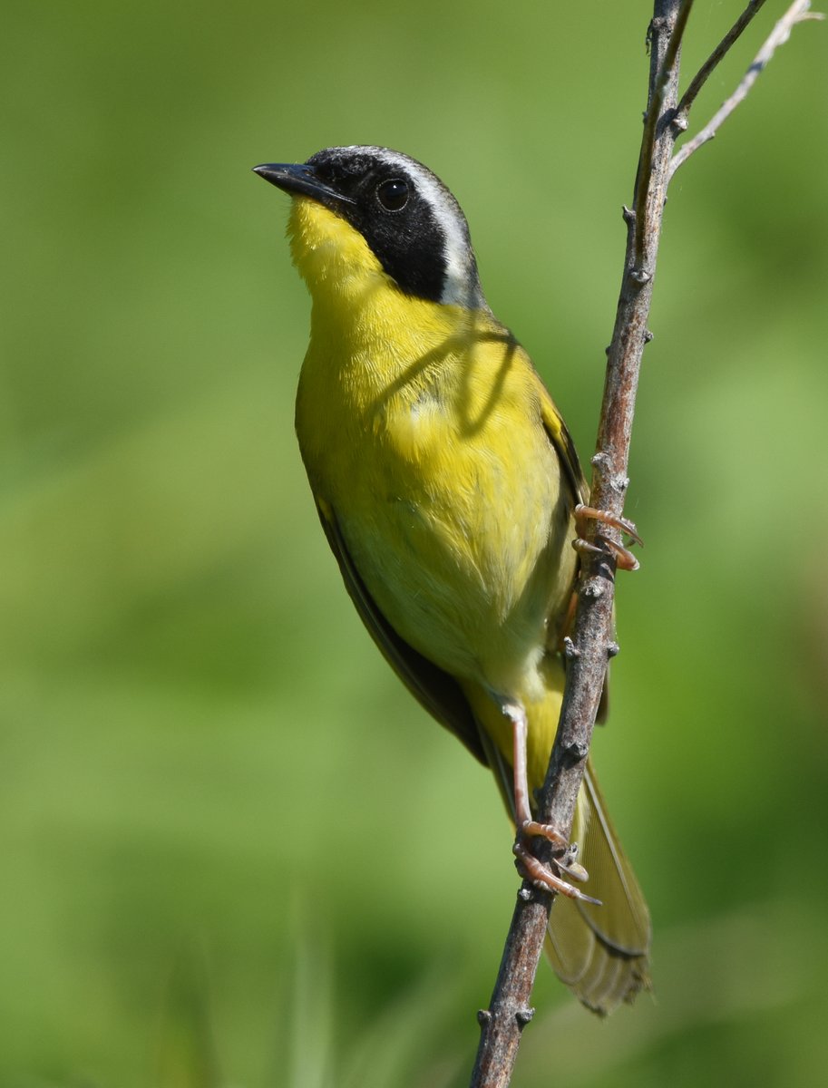 They call you the bandit...
Common Yellowthroat Warbler, Lorain County, Ohio.

#commonyellowthroat #warbler #naturelovers #bird #birdwatching #birdphotography #naturephotography #nature #wildlifephotography #june2021
