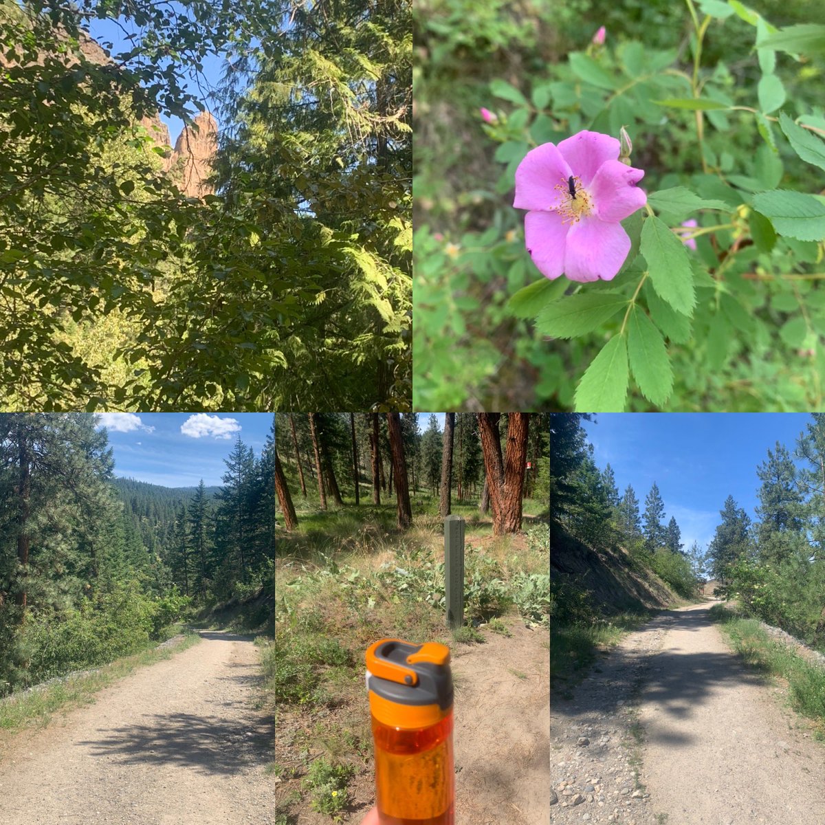 bluepink8488's tweet photo. Day #148 Afternoon Scenic Canyon Regional Park In Kelowna Also Today Day#12 Virtual Torch Run From June 7 to 20 #VirtualBCLETR @BCLETR @sobcsociety #SOBCChallengeGames #Region2 https://t.co/sDsI4PhW6u