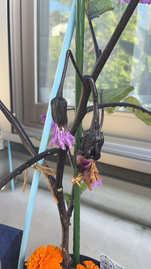 ｏａｔアグリオ株式会社 家庭菜園セット ナスとトマト 定植41日目 トマトの茎を 1本仕立てにしました ナスはそのままで 成長しています 通販サイトは 家庭菜園 アグリオ で検索してください T Co Hghi41bzh8 家庭菜園セット ナス