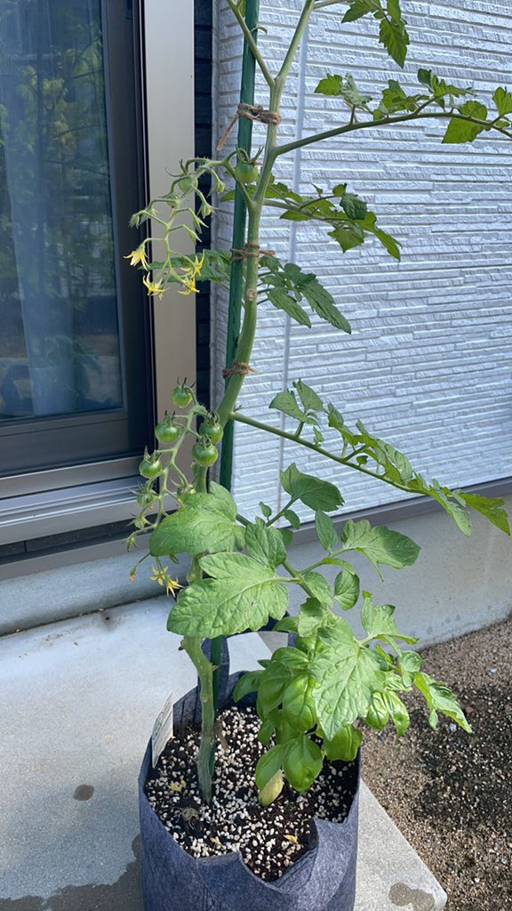 ｏａｔアグリオ株式会社 家庭菜園セット ナスとトマト 定植41日目 トマトの茎を 1本仕立てにしました ナスはそのままで 成長しています 通販サイトは 家庭菜園 アグリオ で検索してください T Co Hghi41bzh8 家庭菜園セット ナス