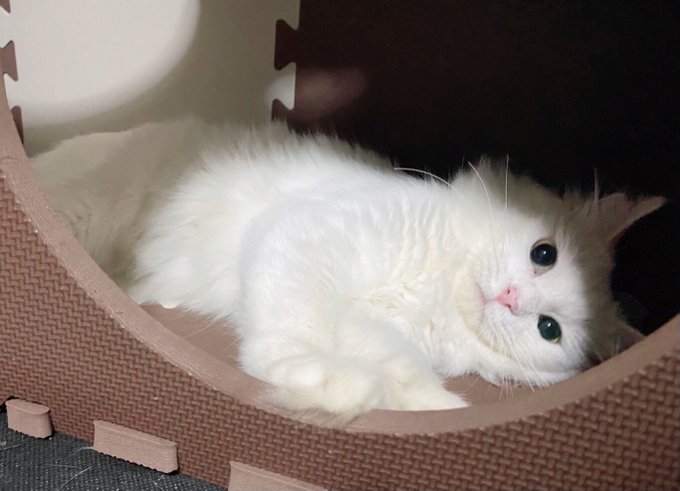 画像まとめ 白猫プロジェクト Zero Chronicle 日付順 4ページ目 アニメレーダー