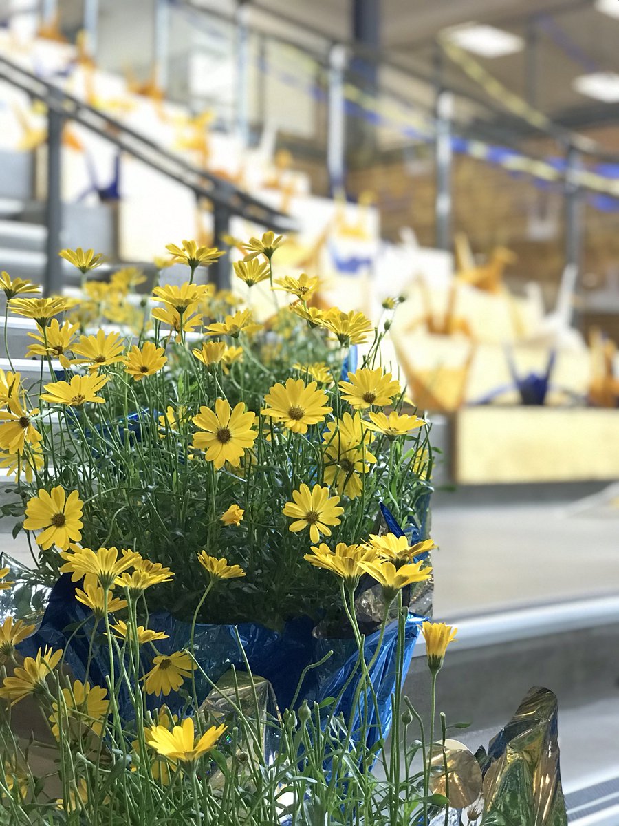 KitsilanoSS's tweet photo. Kits is a sea of gold and blue for the Grads of 2021. Big shout-out to Ms Higgs for baking and icing 300+ grad cookies! #WeAreKits https://t.co/5xAx96bdqm