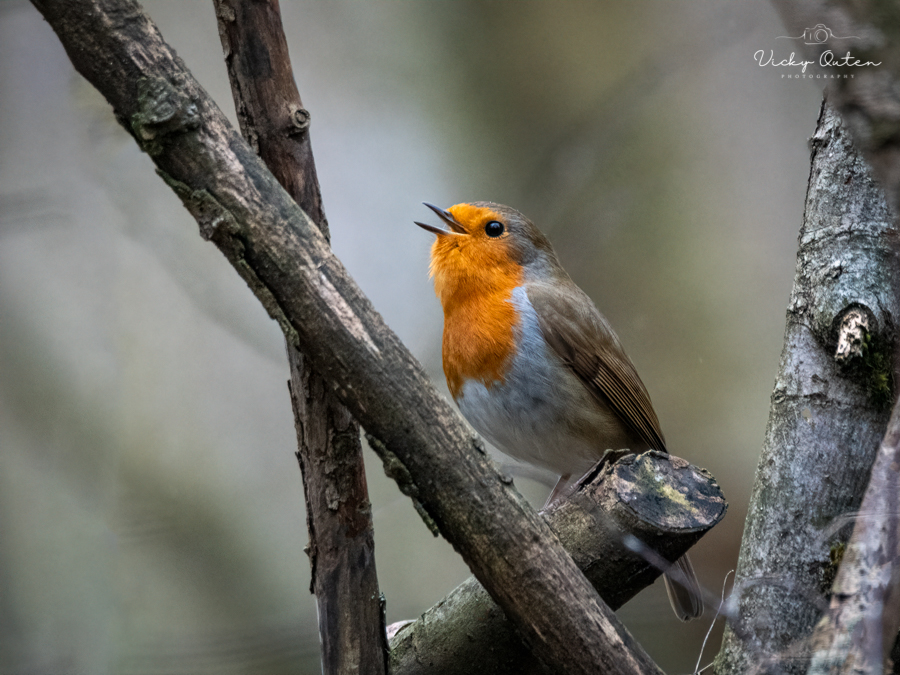 Singing robin #repost #wildlife #wildlifephotography #nature #TwitterNatureCommunity #birds #NotAlone vickyoutenphotography.com