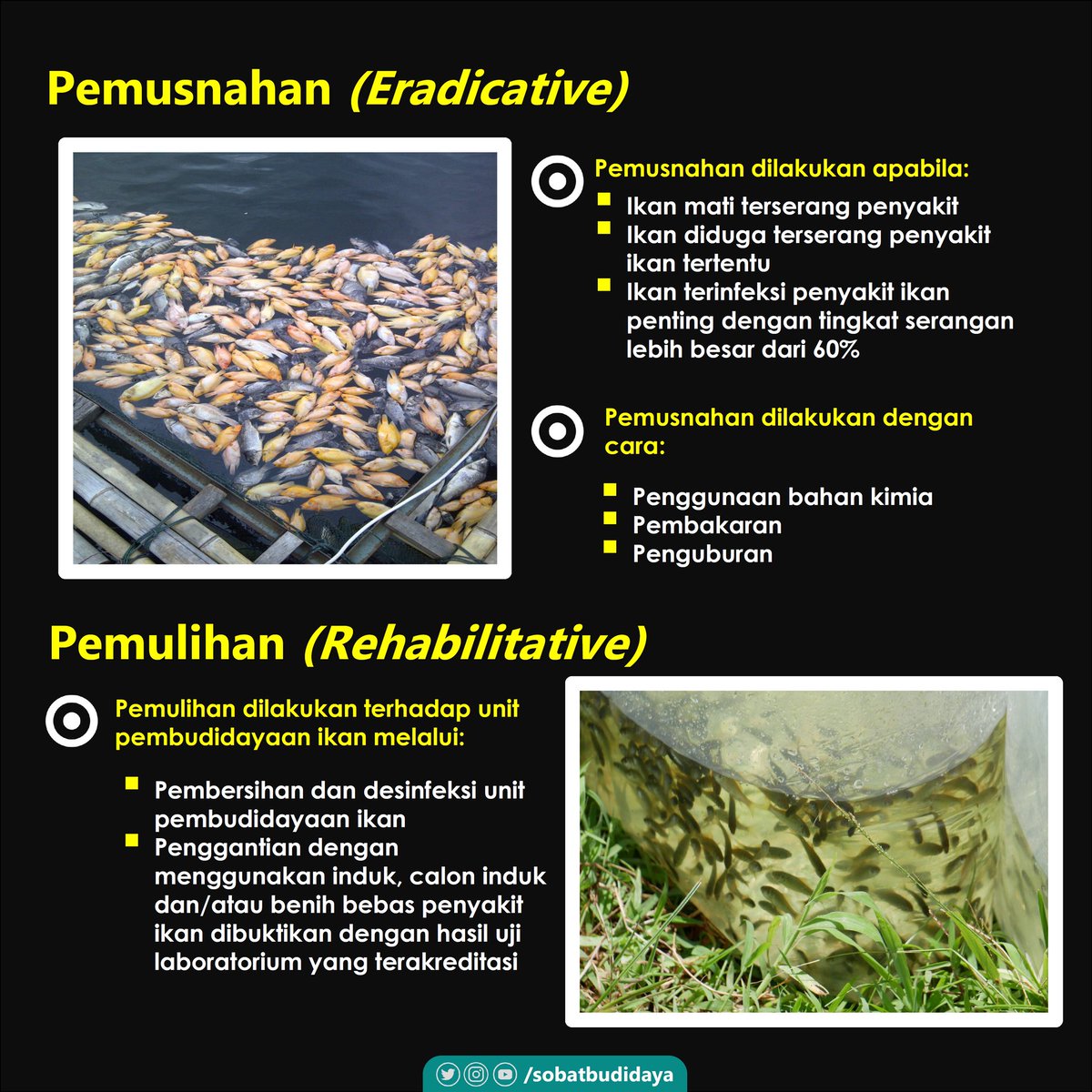 Bagaimana penanganan penyakit pada budidaya ikan/udang? Apa saja yang perlu dilakukan?. Nah #sobatbudidaya mari simak selengkapnya disini.

#penyakitikan #penyakitudang #fishdisease #shrimpdisease #penangananpenyakitikan #akuakultur #aquaculturenews