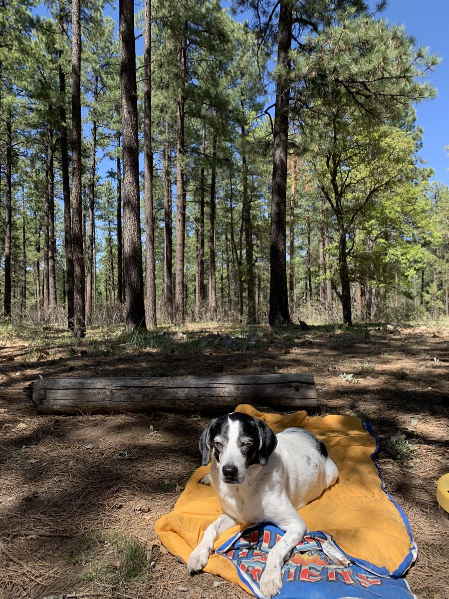 CRBerginMD's tweet image. #AZFire season is already devastating - the Coconino National Forest near Strawberry &amp;amp; Pine is a beautiful area for camping &amp;amp; hiking (pics from mid-May); now in ‘GO’ evacuation status due to #BackboneFire. #TelegraphFire in Tonto Nat’l Forest near Globe forced recent evacs also.
