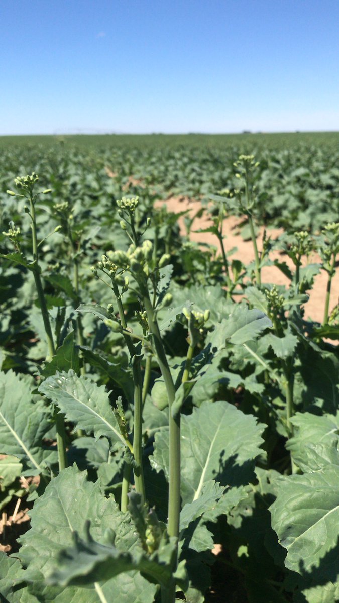 PotFrans's tweet photo. Canola looks short this year https://t.co/fi2mPTgzEw