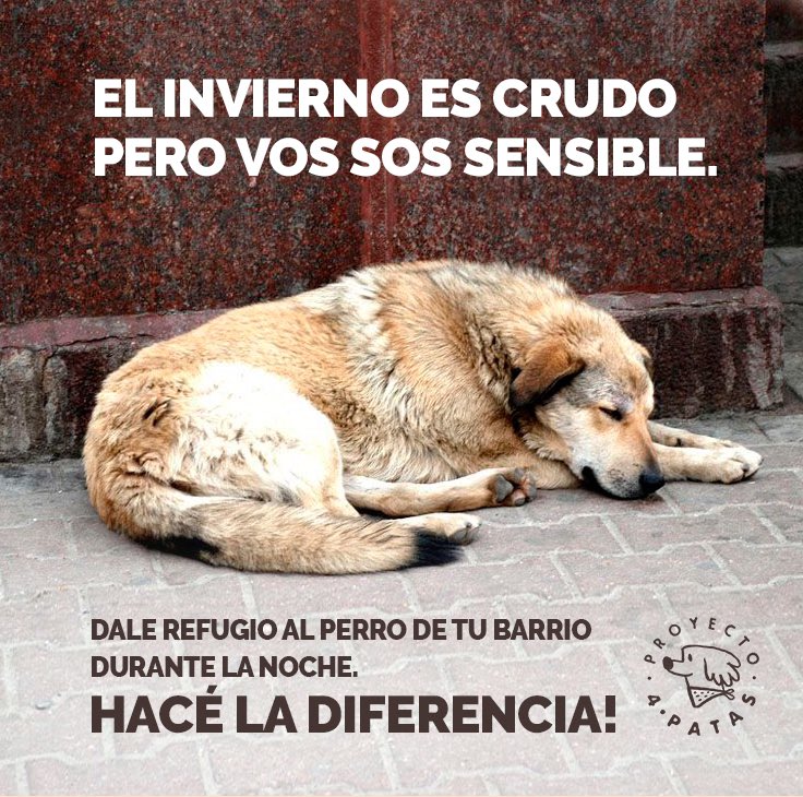 Proyecto4Patas's tweet photo. Extendé el amor por tu perro hacia aquellos que no tienen hogar. 
Armar una cucha, ponerle un abrigo, una caja de cartón, entrarlo al garage… pequeñas acciones que pueden marcar la diferencia🙌 https://t.co/QpZP6RKnbg
