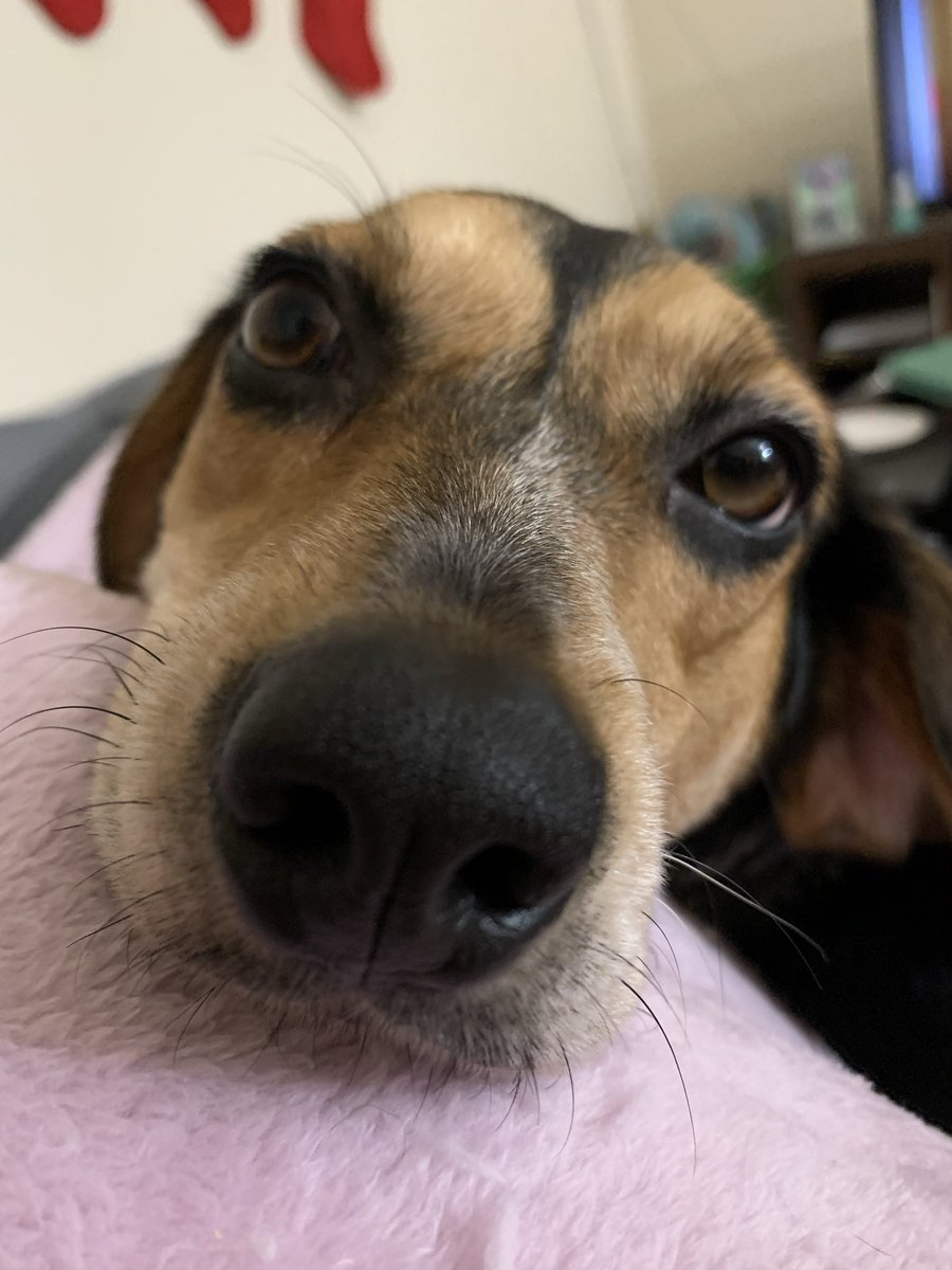 roo_willow's tweet photo. I just want to introduce everyone to the inspiration behind my shop. This is my sweet girl Willow, she’s the goodest girl! https://t.co/HL3Eisga64