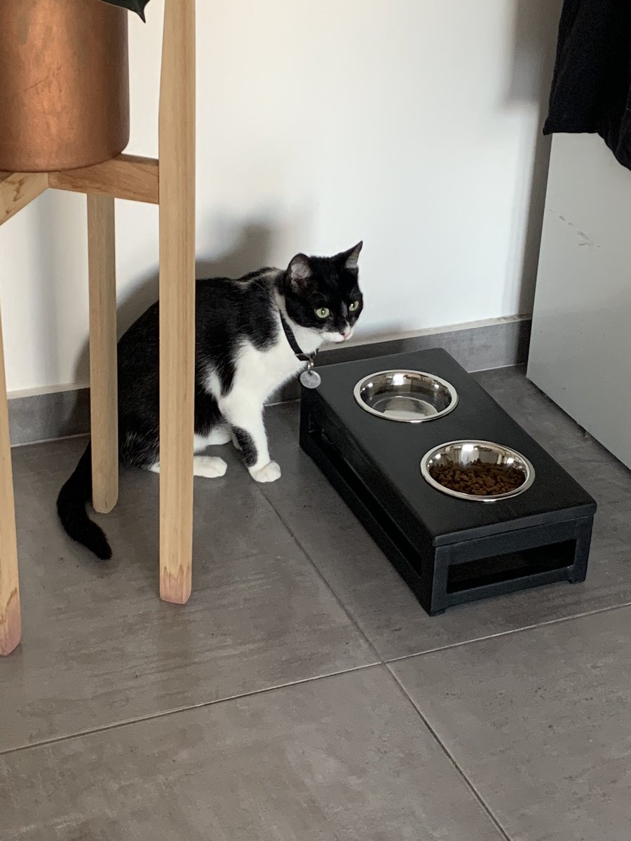 FlorenciaAcost's tweet photo. @julietacost Mi gata es caritsima de paris, querida https://t.co/3nGgPlMSYk