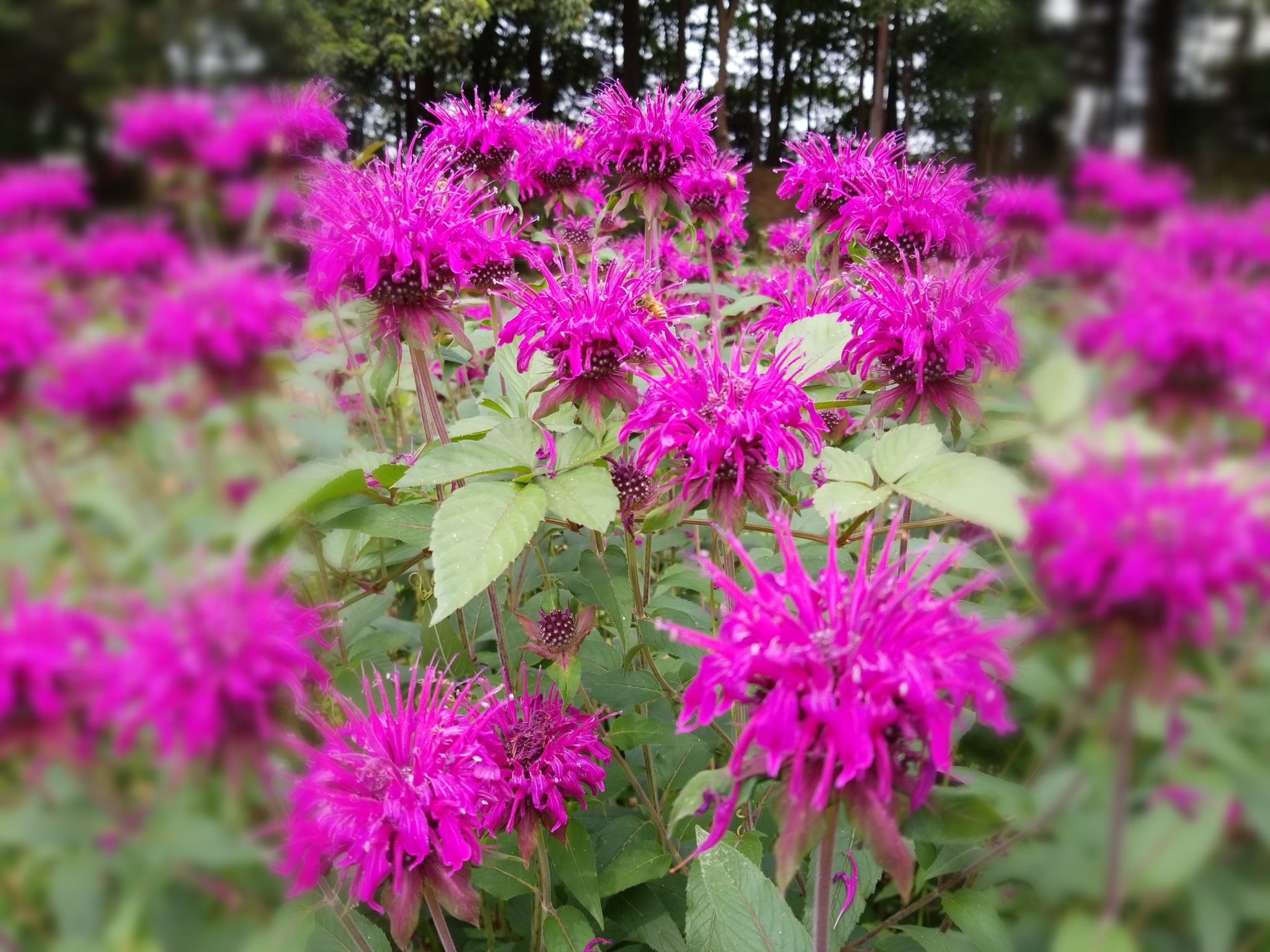 ベルガモット モナルダ Twitter Search Twitter