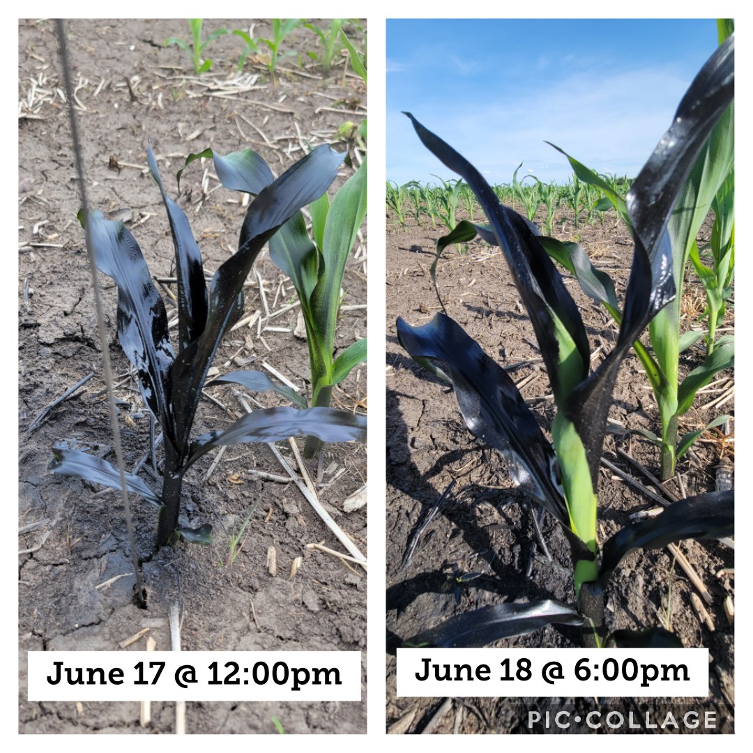 canolachristy's tweet photo. Have you ever wondered how much π½grows on a beautiful day like this? Check this out! (I was going to wait 48 hours but I was way too curious!!) #growbabygrow #P7202 https://t.co/Ufyy0HI8Rn