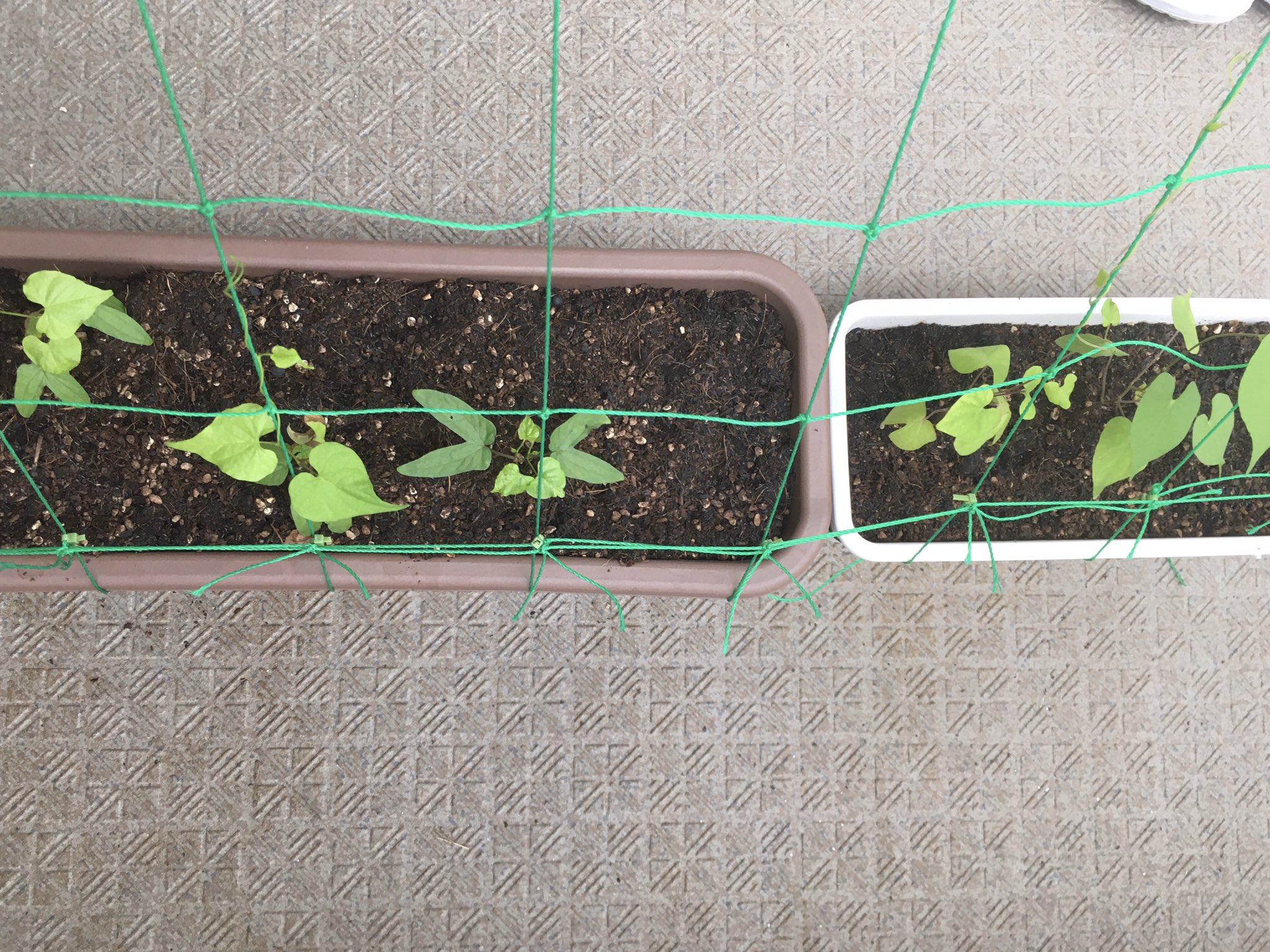 こもりみ 5歳が拾ってきた野良朝顔の芽が出てきたけどピンクだった ネットで調べていたら朝顔 を育てているおじさんのブログに辿りつき 朝顔の話が年頃の娘の話 コロナの陰謀 ホワイトハット の話になって T Co rtaib0ki Twitter