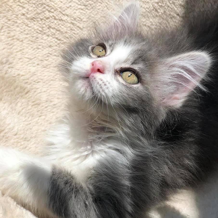 Any Kendra Scott lovers?! Purchase online tonight and 20% of your purchase will go to Demi's Animal Rescue! 

Enter our code 𝑮𝑰𝑽𝑬𝑩𝑨𝑪𝑲-𝑨𝑩𝑸𝑩𝑭 in the coupon code section and 𝐛𝐞 𝐬𝐮𝐫𝐞 𝐭𝐨 𝐡𝐢𝐭 𝐭𝐡𝐞 𝐚𝐫𝐫𝐨𝐰 𝐧𝐞𝐱𝐭 𝐭𝐨 𝐭𝐡𝐞 𝐛𝐨𝐱 𝐭𝐨 𝐚𝐩𝐩𝐥𝐲 𝐢𝐭!