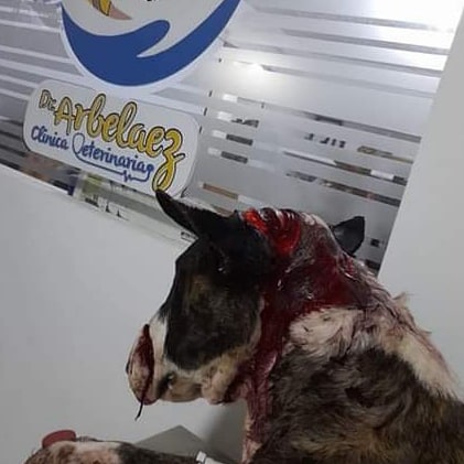 ⚠️Rechazamos y repudiamos el intento de asesinato a este peludito a machete en la comuna 5 de Popayán, entre los barrios La Floresta y Maria Oriente, les pedimos por favor  información sobre el miserable que lo hizo, pueden enviarnos un mensaje, les garantizamos absoluta reserva